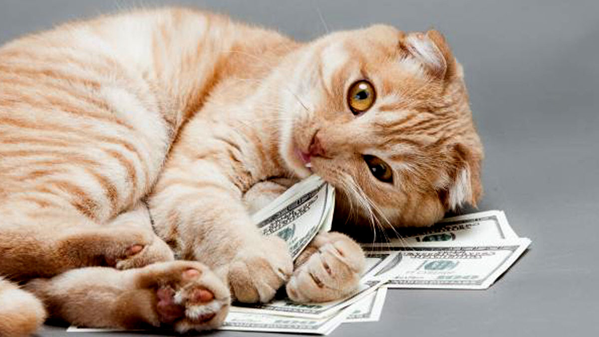 how to save money on pet care