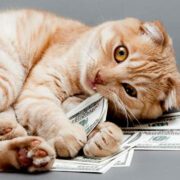 how to save money on pet care