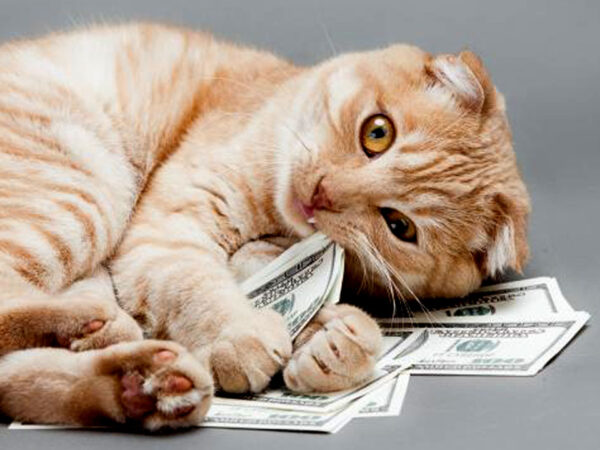 how to save money on pet care