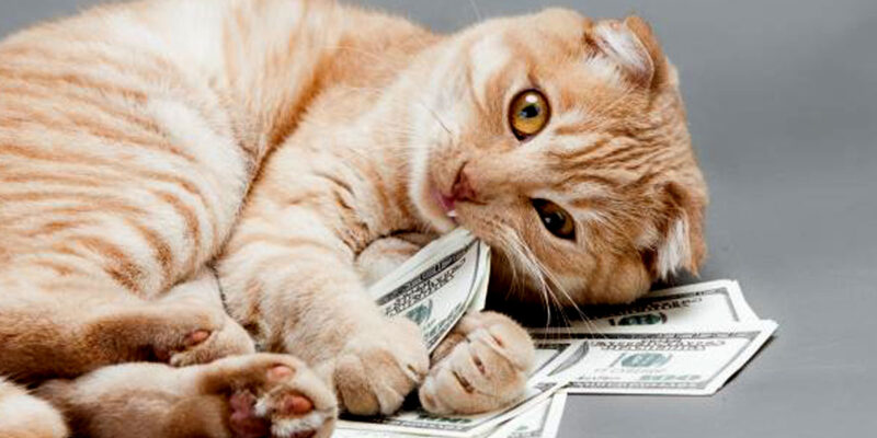 how to save money on pet care
