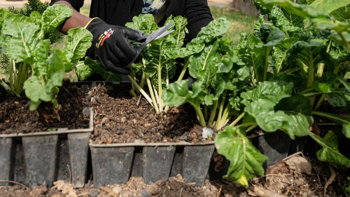 urban homesteading save money on food