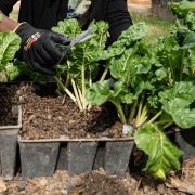 urban homesteading save money on food
