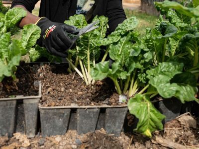 urban homesteading save money on food