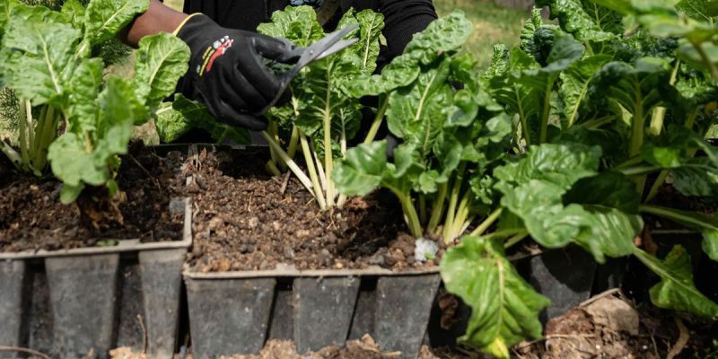 urban homesteading save money on food
