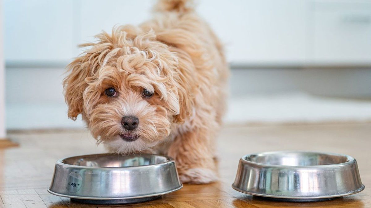save money on pet food