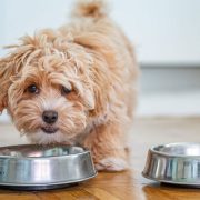 save money on pet food