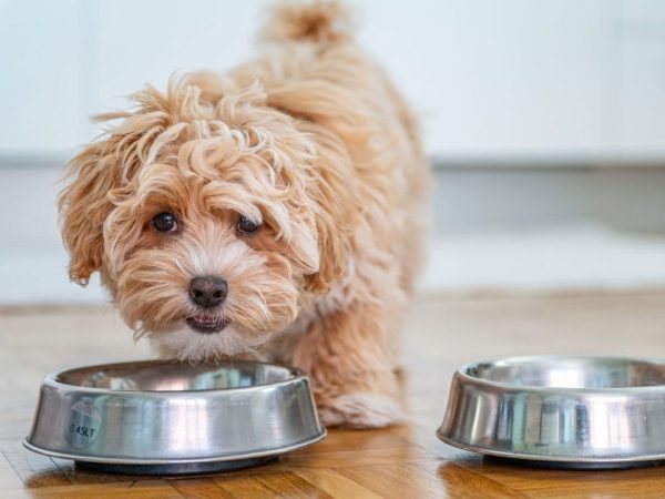 save money on pet food