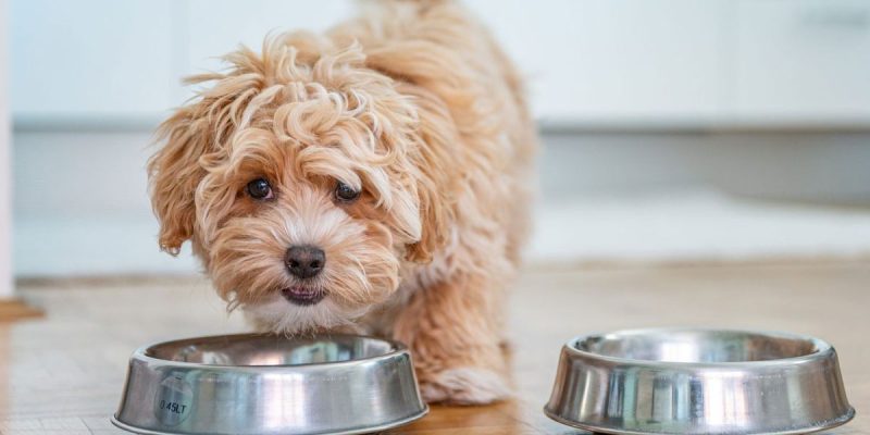 save money on pet food